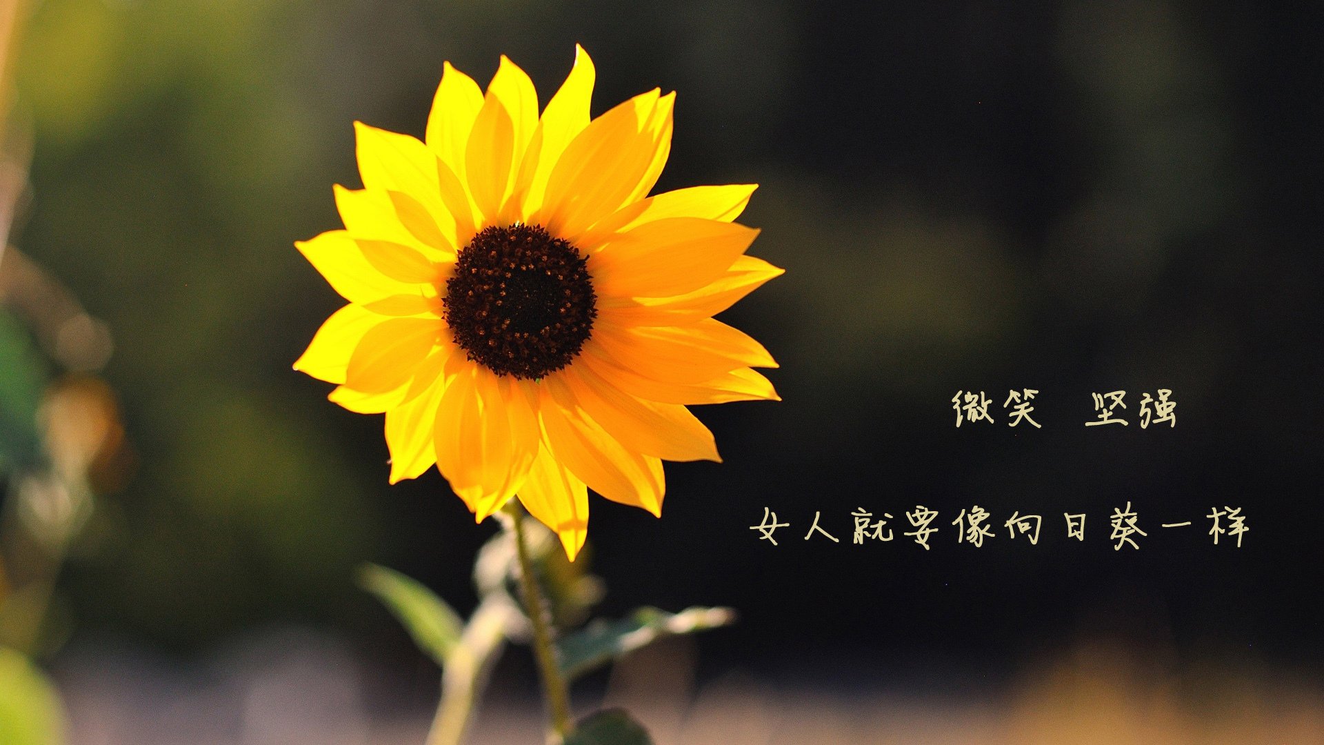 赛场双响炮，F1揭幕战引爆速度与激情，森林狼完胜雄鹿提前锁定胜局